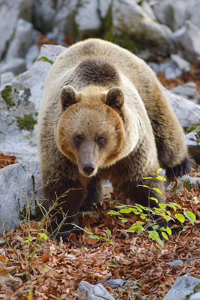 European brown bear (Ursus arctos arctos), in the karst forest, Notranjska, Slovenia, Europe