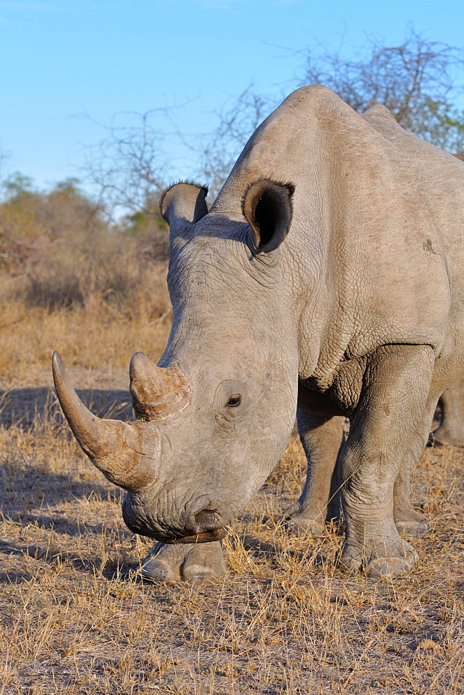 White rhinoceros or Square-lipped rhinoceros (Ceratotherium simum), adult male grazing, Kruger National Park, South Africa, Africa