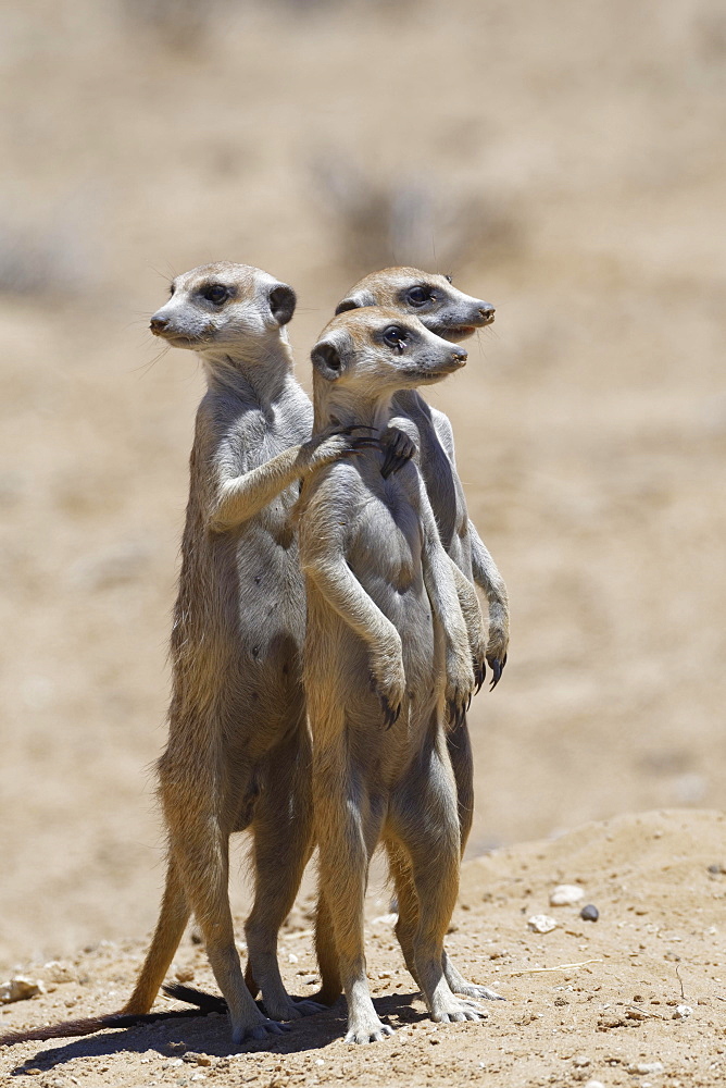 Standing meerkats (Suricatta suricata), on guard, Kgalagadi Transfrontier Park, Northern Cape, South Africa, Africa