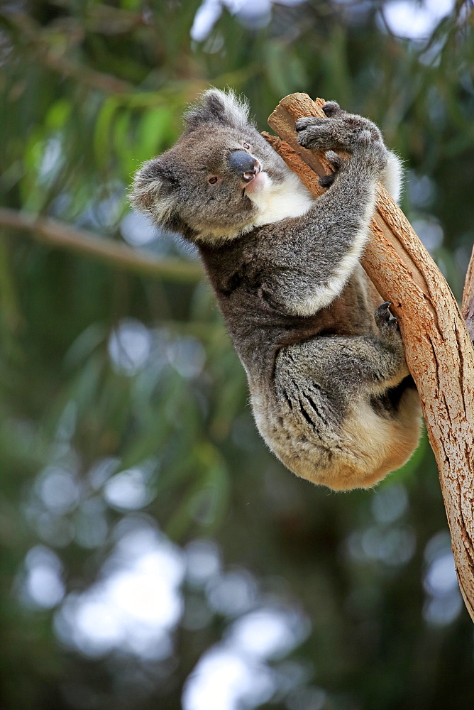 Koala (Phascolarctos cinereus) adult climbing on tree trunk, Kangaroo Island, South Australia, Australia, Oceania