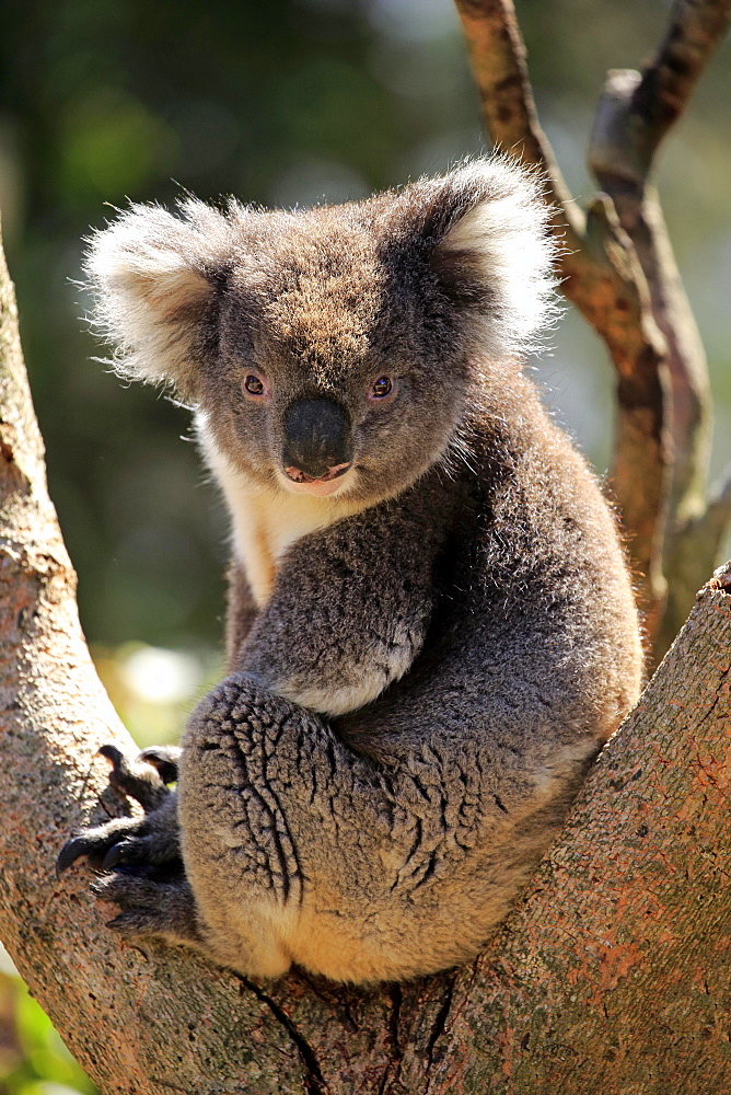 Koala (Phascolarctos cinereus), adult, sitting in branch fork on tree, Kangaroo Island, South Australia, Australia, Oceania