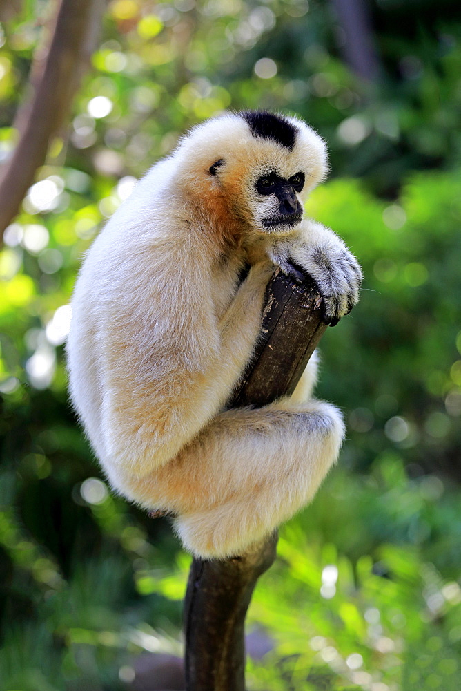 Northern white-cheeked gibbon, (Nomascus leucogenys), adult female on tree, captive, Occurrence Vietnam, Asia, Adelaide, Australia, Oceania