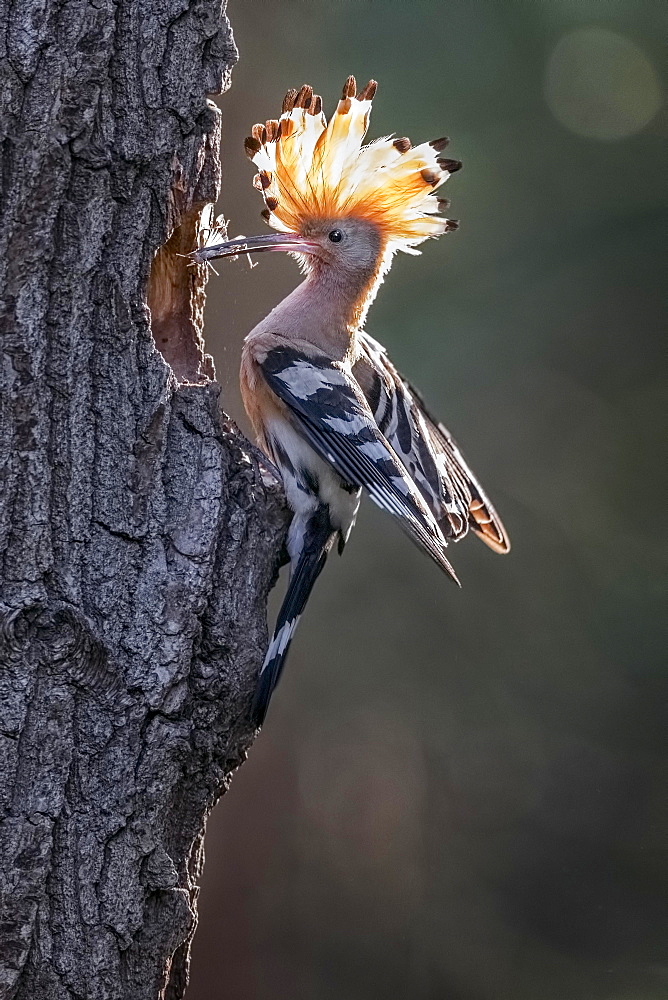 Hoopoe (Upupa epops) with food at brood-cave, backlight, biosphere reserve Mittelelbe, Saxony-Anhalt, Germany, Europe