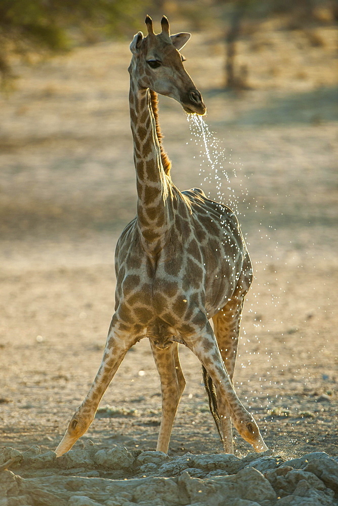 Giraffe (Giraffa camelopardalis) drinking at a waterhole, Kgalagadi-Transfrontier-Nationalpark, Northern Cape Province, South Africa, Africa