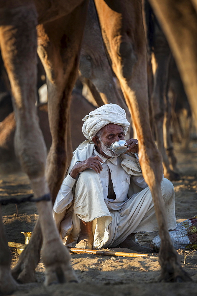 A man having a drink among his camels, Pushkar Camel Fair, Pushkar, Rajasthan, India, Asia