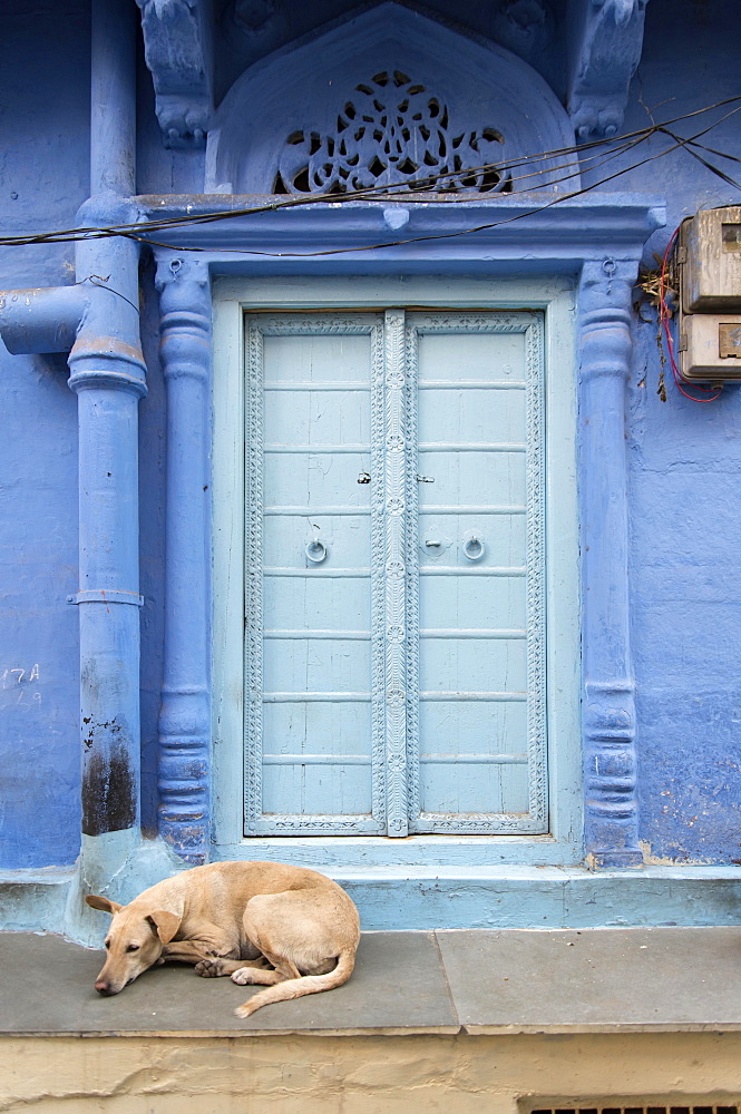 Dog in front of Ornate Door, Blue City, Jodhpur, Rajasthan, India, Asia