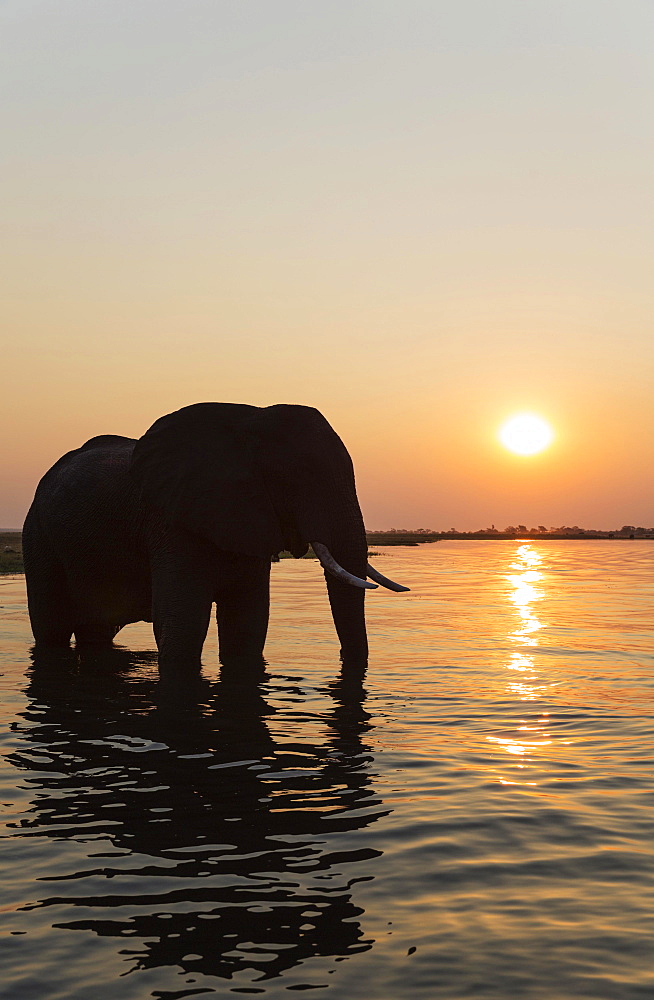 African Elephant (Loxodonta africana), bull at sunset in the Chobe River, Chobe National Park, Botswana, Africa