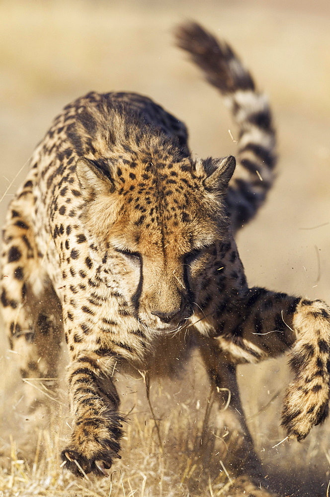 Cheetah (Acinonyx jubatus), playing, captive, Harnas Wildlife Foundation, Namibia, Africa