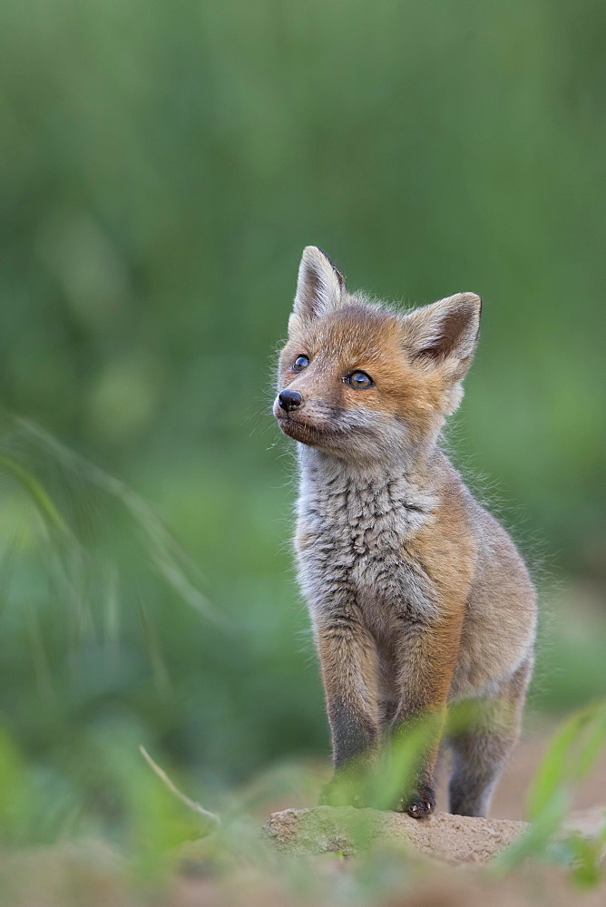 Red fox (Vulpes vulpes) cub by its burrow, Rhine-Main region, Hesse, Germany, Europe