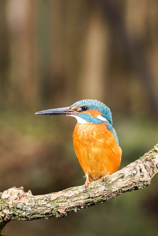 Common kingfisher (Alcedo atthis) sits on branch, North Rhine-Westphalia, Germany, Europe