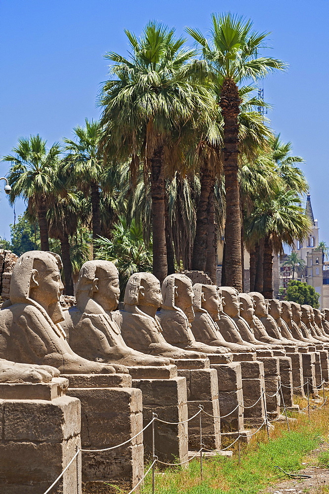 Avenue with sphinxes, Avenue of Sphinxes, Karnak Temple, Karnak, Luxor, Egypt, Africa