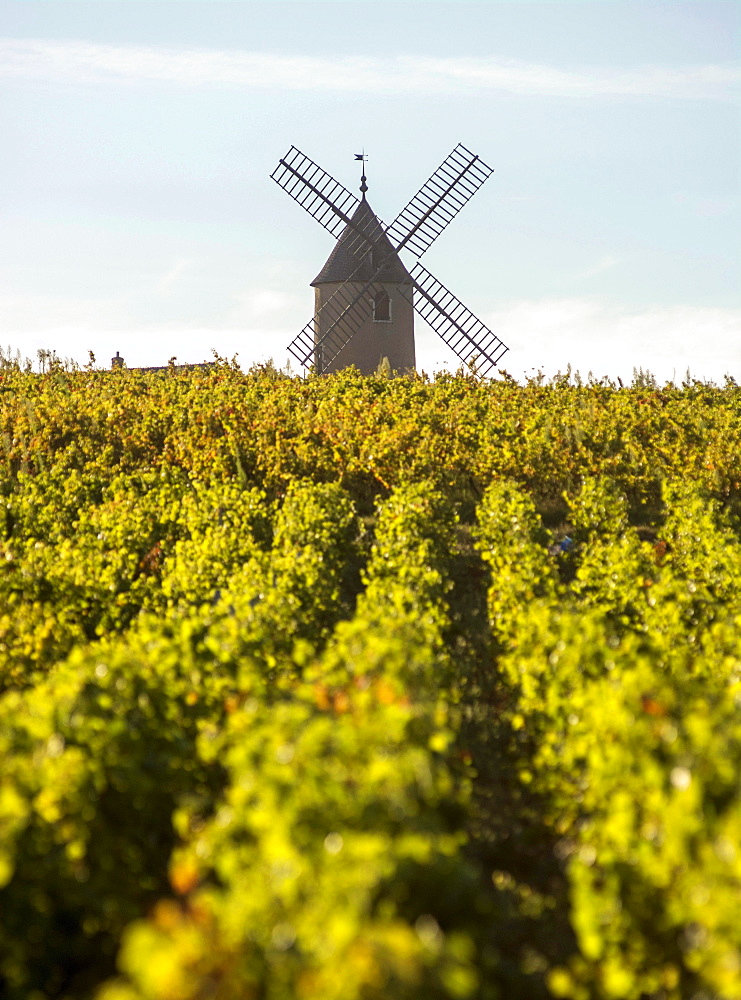 Vineyard, Moulin-a-Vent, Beaujolais wine growing area, Rhone and Saône-et-Loire, France, Europe