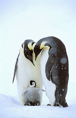 Emperor Penguins (Aptenodytes forsteri) with young, Dawson-Lambton Glacier, Antarctica