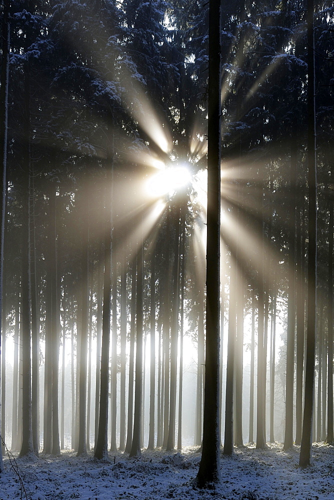 Sun rays in a snow-covered coniferous forest, Horben, Canton of Aargau, Switzerland, Europe