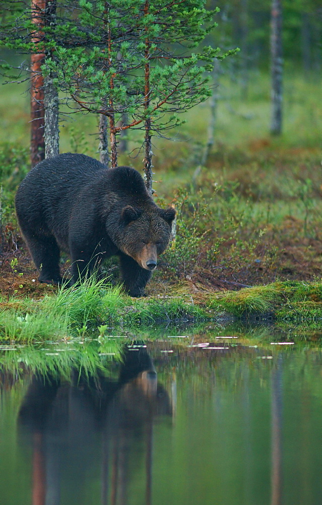 Brown Bear (Ursus arctos), Suomussalmi, Kainuu, Finland, Europe