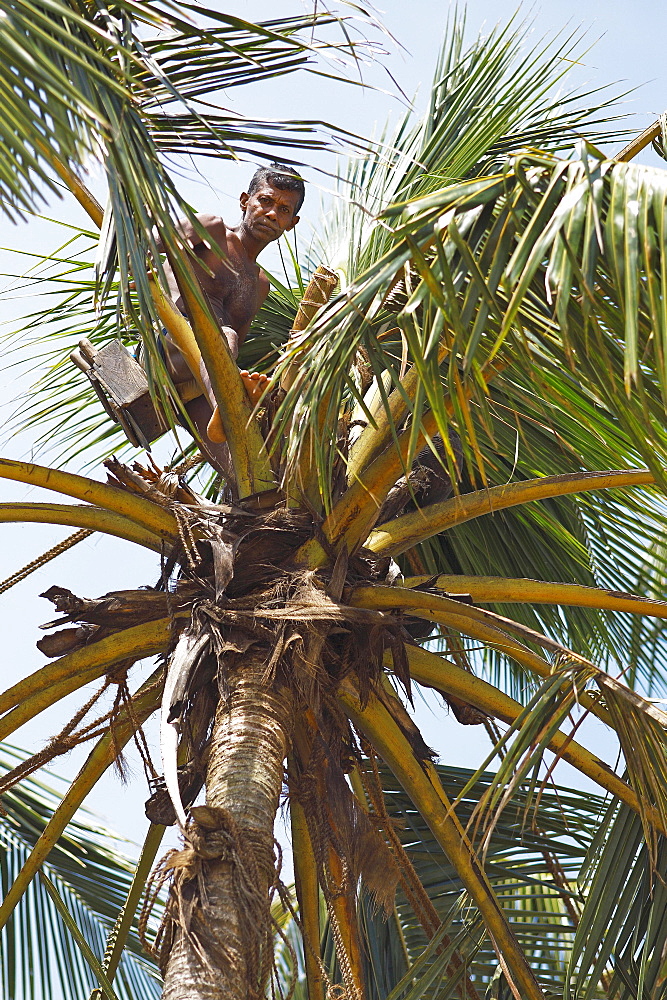 Toddy Tapper on coconut tree collecting palm juice, Wadduwa, Western Province, Ceylon, Sri Lanka, Asia