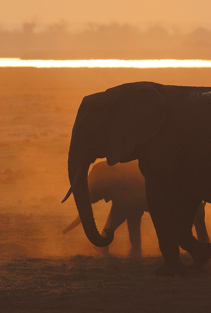 African Bush Elephants (Loxodonta africana), Chobe National Park, Kasane, North-West District, Botswana, Africa