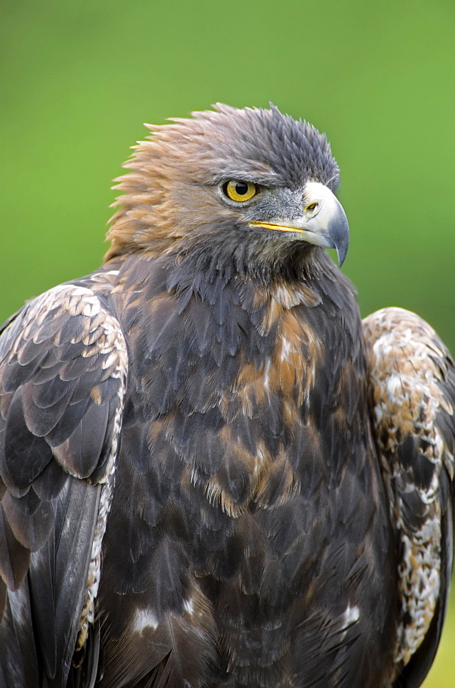 Golden Eagle (Aquila chrysaetos), captive, Germany, Europe