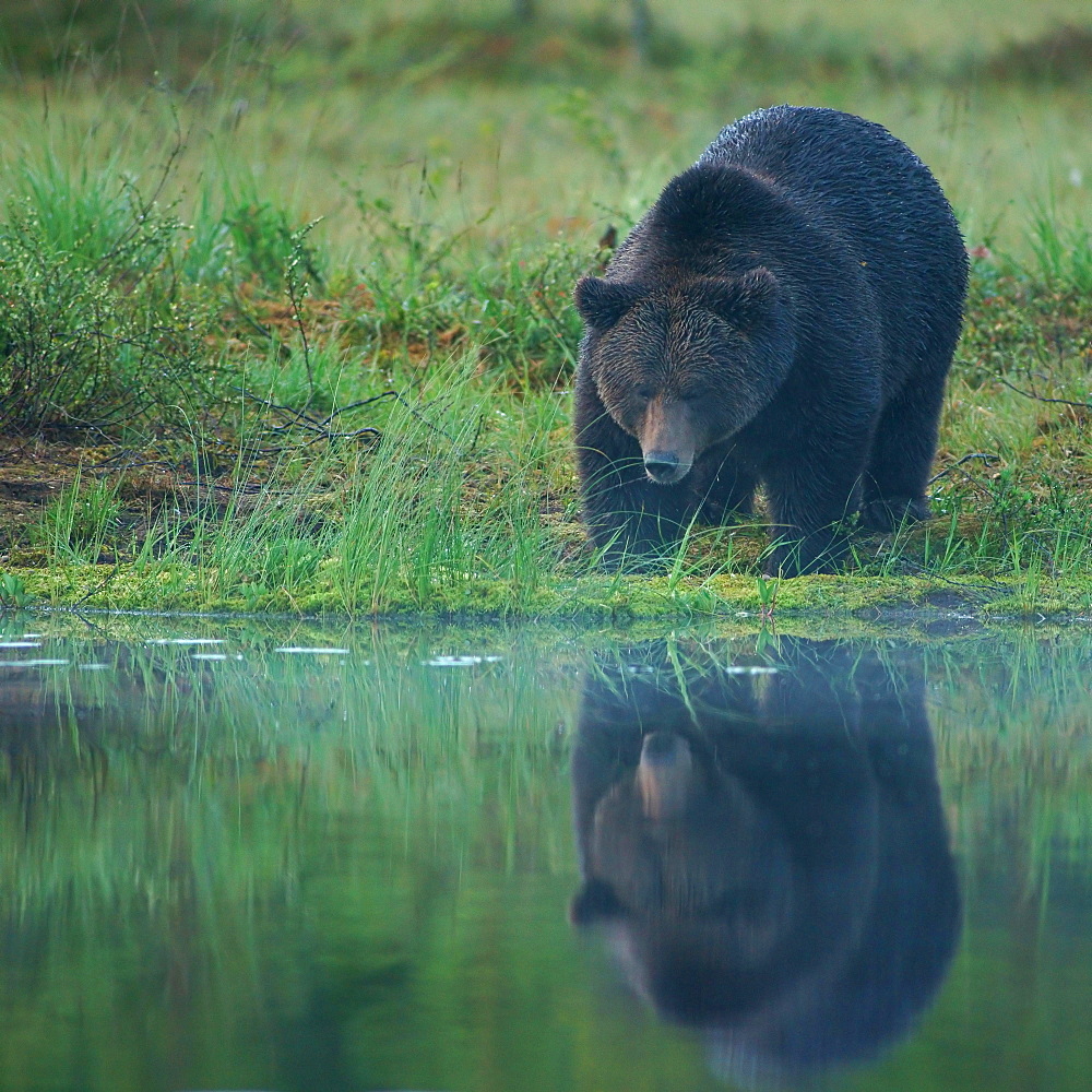 Brown Bear (Ursus arctos), Suomussalmi, Kainuu, Finland, Europe
