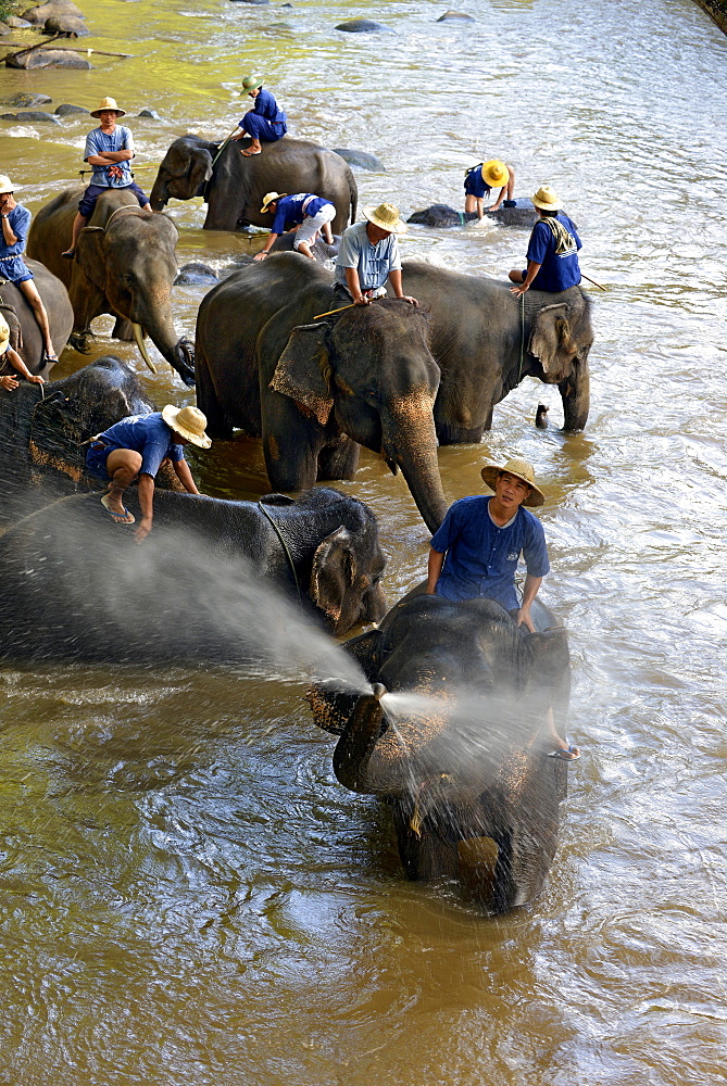 Mahouts bathing their Asian or Asiatic Elephants (Elephas maximus) in the Mae Tang River, Maetaman Elephant Camp, Chiang Mai Province, Northern Thailand, Thailand, Asia