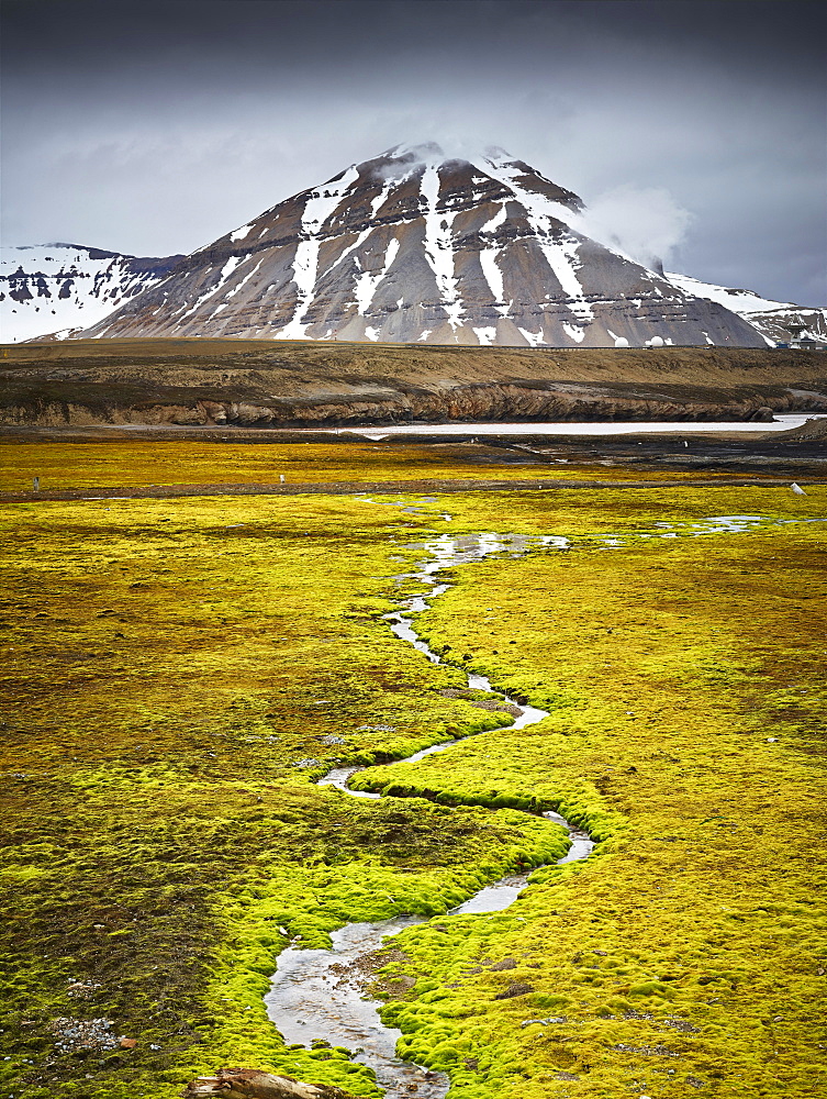 Small stream meandering through a lush field covered in moss, Spitsbergen Island, Svalbard Archipelago, Svalbard and Jan Mayen, Norway, Europe