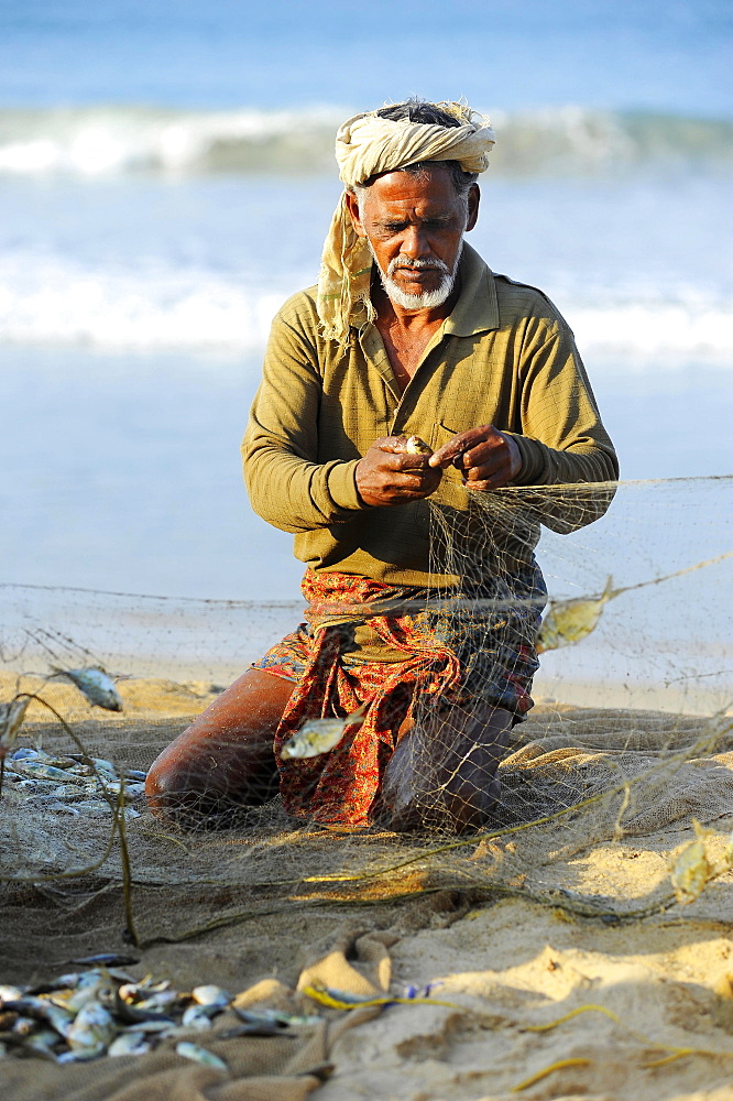 Fisherman taking small fish out of the net, on the beach, Arabian Sea, Varkala, Kerala, South India, India, Asia