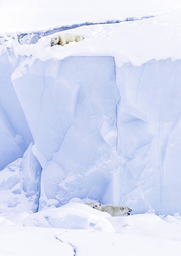 Polar bears (Ursus maritimus), cub , 15 months old, looks down onto mother animal and sibling from an iceberg, Unorganized Baffin, Baffin Island, Nunavut, Canada, North America