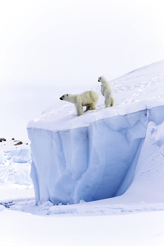 Polar bears (Ursus maritimus), mother animal and a 15 month old cub on an iceberg, Unorganized Baffin, Baffin Island, Nunavut, Canada, North America