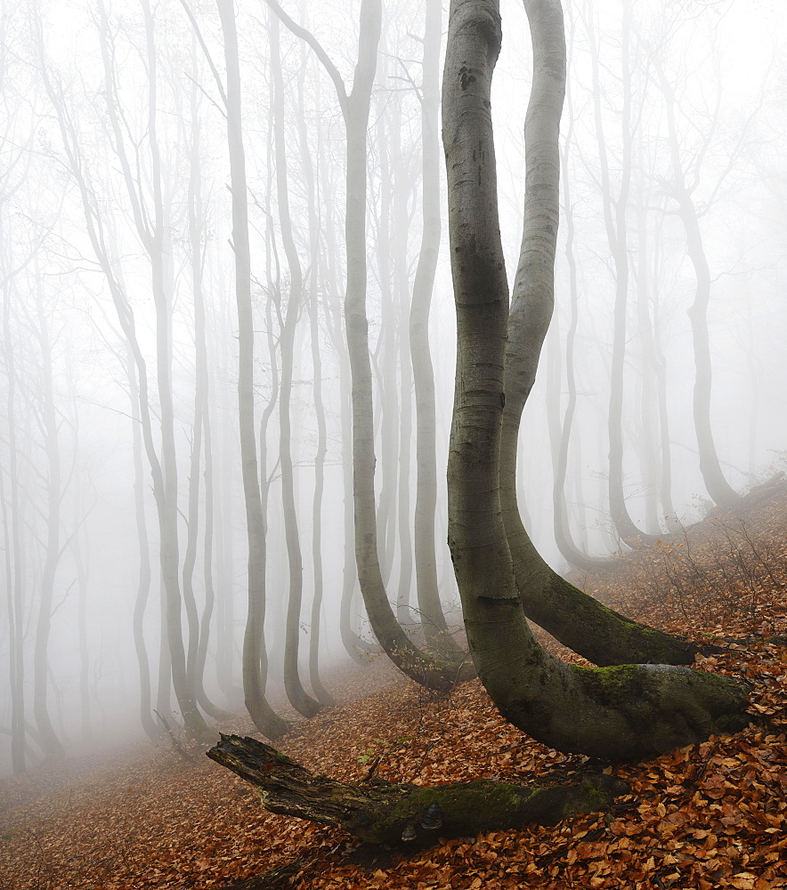 Mysterious forest in the fog, bizarrely overgrown bare beeches with curved trunks, autumn, Ore Mountains, Czech Republic, Europe