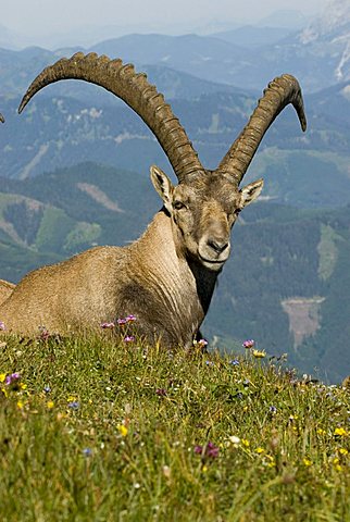 Alpine Ibex (Capra ibex), Eisenerz, Styria, Austria, Europe