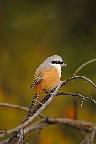 Long-tailed Shrike or Rufous-backed Shrike (Lanius schach) in the jungles of Ranthambore National Park, Rajasthan, India, Asia