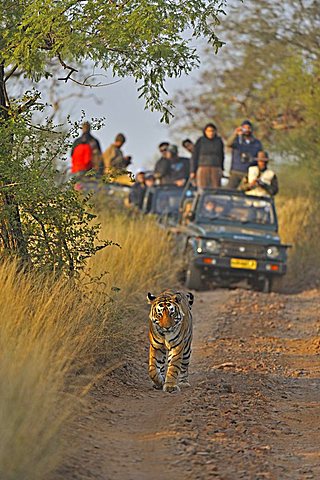 Tourist vehicles following a Tiger (Panthera tigris) on a tiger safari in Ranthambore tiger reserve, Rajasthan, India, Asia