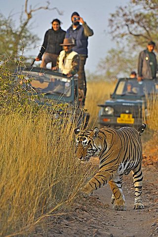 Tourist vehicles following a Tiger (Panthera tigris) on a tiger safari in Ranthambore tiger reserve, Rajasthan, India, Asia