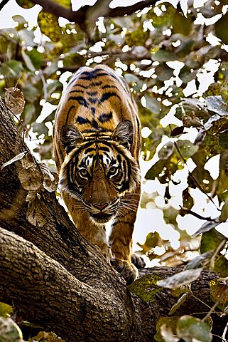 Wild Tiger (Panthera tigris) looking down from a tree in Ranthambore National Park, Rajasthan, India, Asia