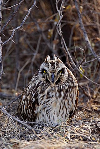 Short-eared Owl (Asio flammeus) roosting in the Rann of Kutch, Gujarat, India, Asia