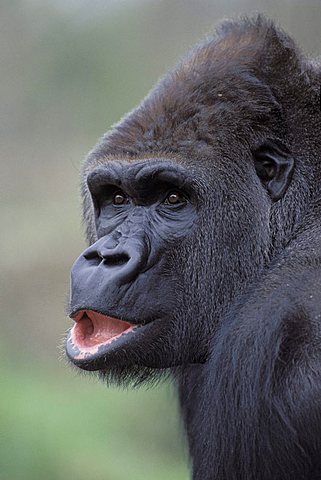 Lowland Gorilla (Gorilla)