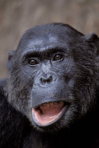 Chimpanzee (Pan troglodytes)