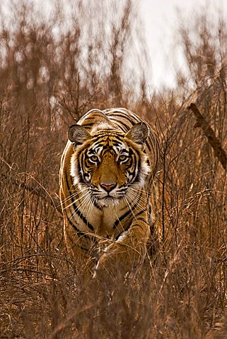 Alert tiger (Panthera tigris) stalking on in the dry grasses of the dry deciduous forest of Ranthambore Tiger Reserve, India