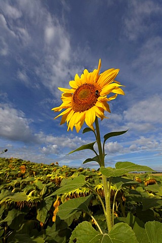 Sunflower, Puy de Dome, France, Europe