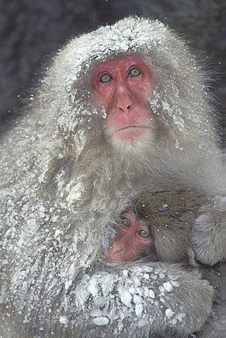 Snow Monkey, Japanese Macaque (Macaca fuscata) holding baby, Joshinetsu Kogen National Park, Japan, Asia