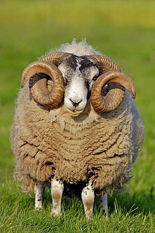 Scottish Blackface Sheep, male, domestic sheep