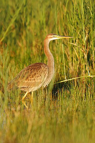 Purple Heron (Ardea purpurea), young bird in the reed, Neusiedel, Neusiedlersee, Burgenland, Austria, Europe