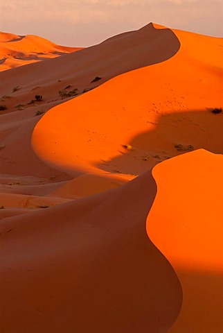 The sand dunes of Erg Chebbi in evening light, at the western edge of the Sahara desert, Meknes-Tafilalet, Morocco, Africa