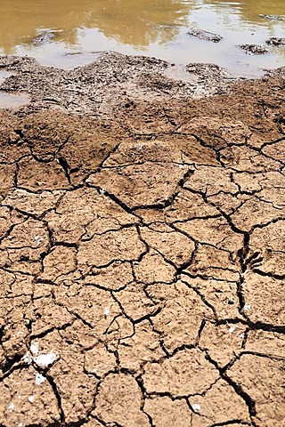 Impacts of climate change, dried soil at the edge of a drying up watering hole, Gran Chaco, Salta province, Argentina, South America