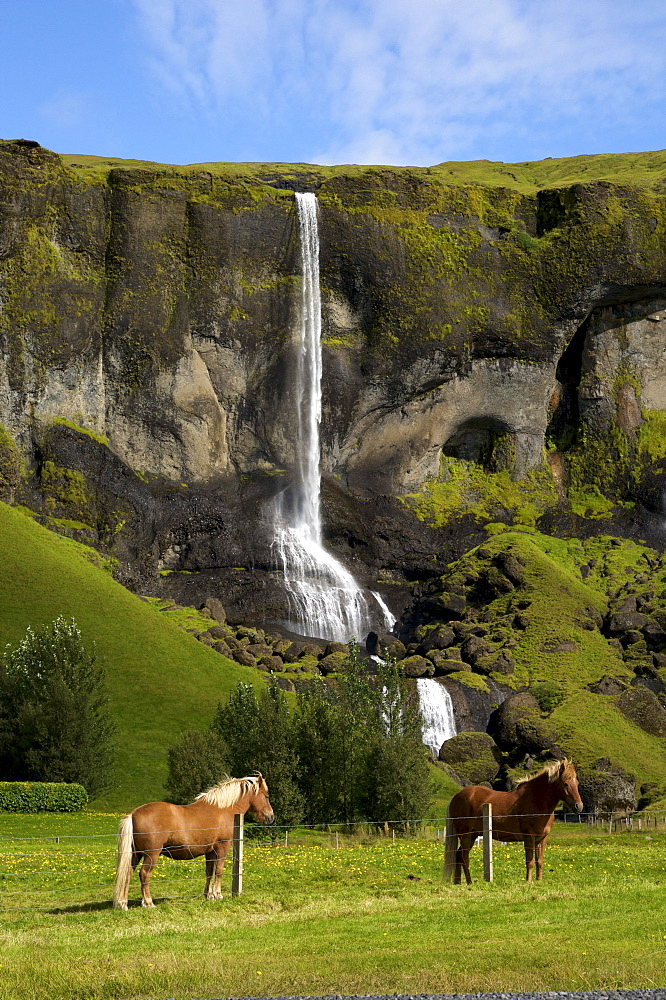 Iceland horses in front of a waterfall, south coast, Iceland, Europe