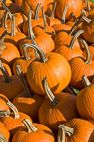 Pumpkins for sale, farm stand, Eden, Vermont, USA