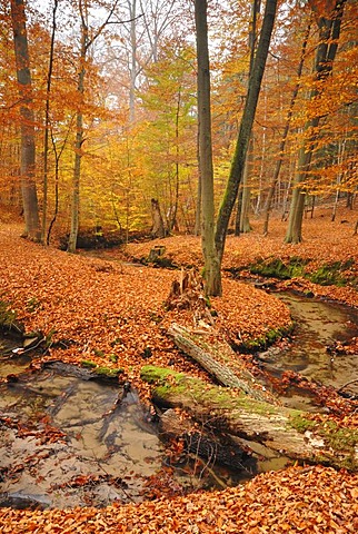 Autumn in Nonnenfliess nature reserve near Eberswalde, Brandenburg, Germany, Europe