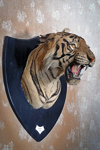 Stuffed head of a tiger, Udai Bilas Palace Heritage Hotel, Dungarpur, Rajasthan, India, Asia