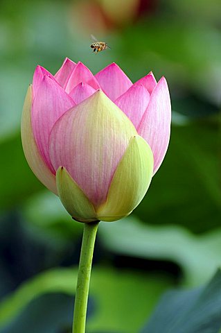 Lotus (Nelumbo) flower, Zoo, Baden-Wuerttemberg, Germany, Europe