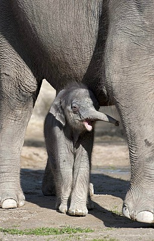 Female baby elephant, 11 days, Asian elephant (Elephas maximus), on the first trip in the outdoor enclosure with her mother, Tierpark Hellabrunn, zoo, Munich, Bavaria, Germany, Europe